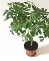 Varieties of shefflers and home care, growing rules