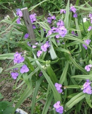 Top 10 Tradescantia Perennial Garden Varieties, Planting and Care