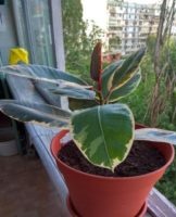 Top 6 varieties of rubber ficus, planting and care at home