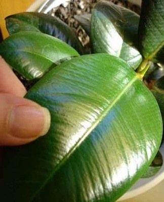 ficus leaves