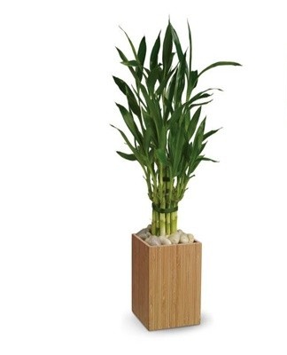 bamboo flower