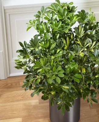 Cultivation can be seen in the forests of western China.