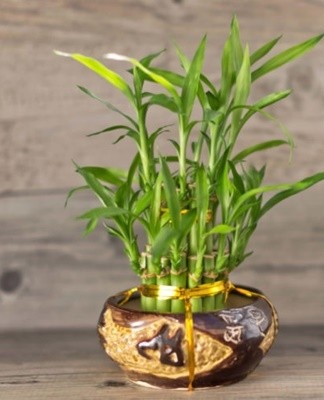 TOP 7 varieties of indoor bamboo, rules for planting and care at home
