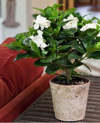Top 13 Jasmine Gardenia Varieties and Home Care Rules