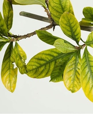 the foliage turns yellow