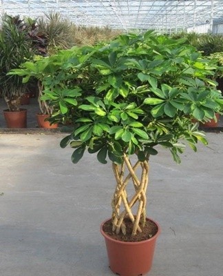 Gold Capella is prized for its yellow-green leaves with a brilliant sheen.