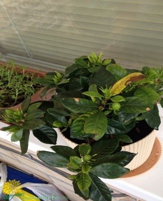 Signs of the presence of a tick are the stunting of the foliage and its covering with a thin cobweb bloom.