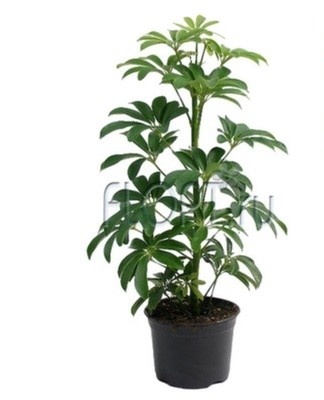 Luzeana dramatically