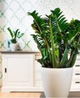 Reproduction of zamioculcas at home, rules of care and transplantation