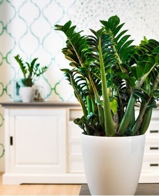 Reproduction of zamioculcas at home, rules of care and transplantation