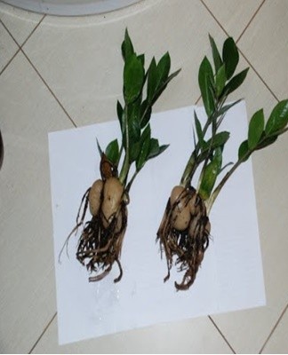 Young zamioculcas develop roots, so they are transplanted once a year into a larger pot.