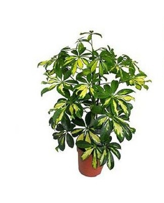 Medium-height bushes are suitable for keeping in an apartment.