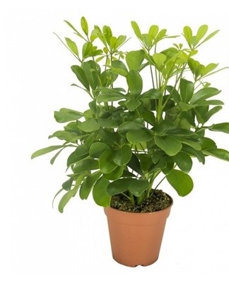 Culture loves high humidity.