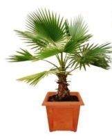 Top 7 types of date palms and growing from a stone at home