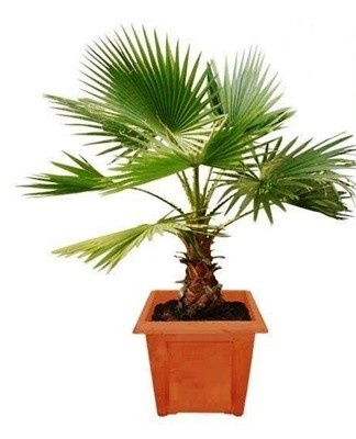 Top 7 types of date palms and growing from a stone at home