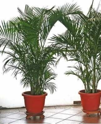 date palm