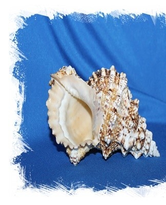 beautiful shell