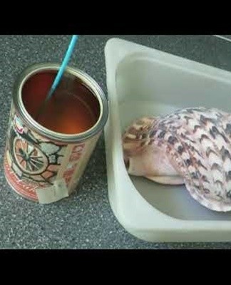 The hairspray will help give the shell a great look, shine and intense color.