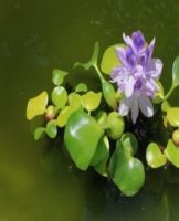 Description of water hyacinth and its reproduction, planting and care in the pond