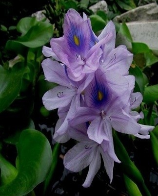 Culture, as a rule, becomes ill due to improper care.