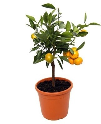 orange tree