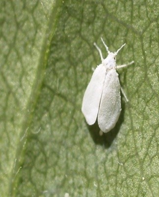 Whiteflies actively eat orange foliage and stems.