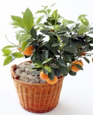 orange tree