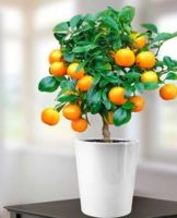 Rules for growing an orange from a pit, planting and care at home