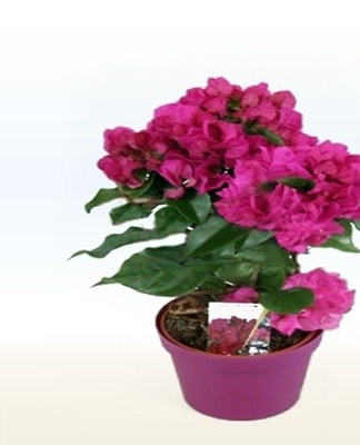 With improper care, bougainvillea can be exposed to diseases and pests.