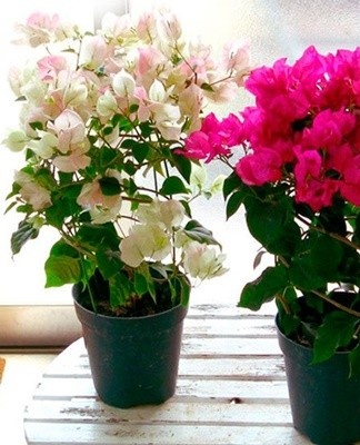 In the spring, after a period of dormancy, the bougainvillea is transplanted.