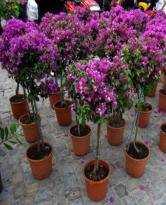A flower grower can dilute bougainvillea with layers, cuttings, seeds.