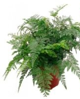 Top 8 indoor fern varieties and caring for them at home