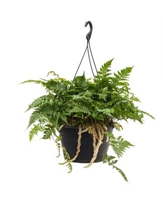 indoor fern