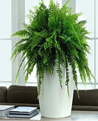 potted fern