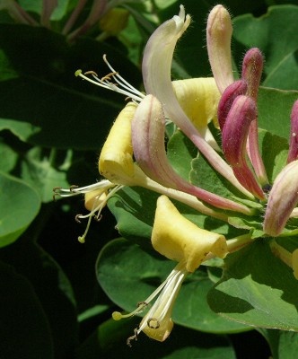 Sizay ornamental honeysuckle