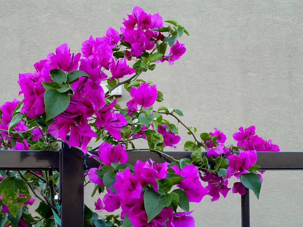 beautiful bougainvillea