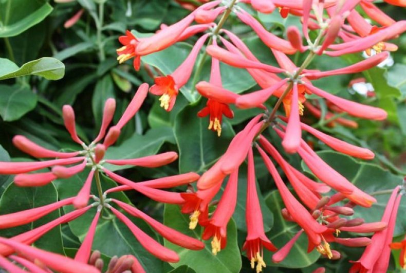 Maksimovich decorative honeysuckle