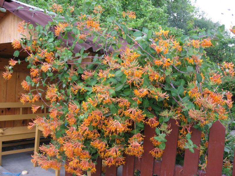Decorative honeysuckle