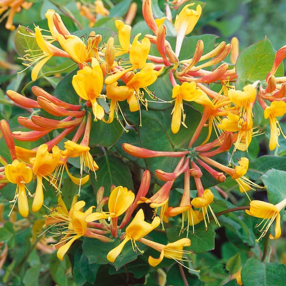 Decorative honeysuckle from Thälmann