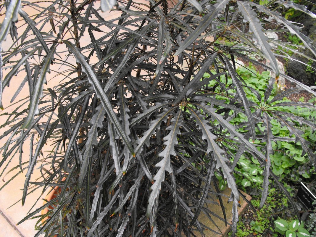 The most graceful shefflera