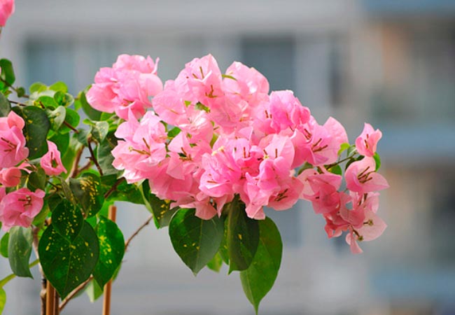 Bougainvillea P Peruvian