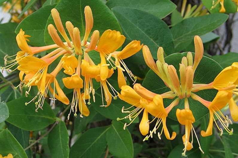 decorative honeysuckle