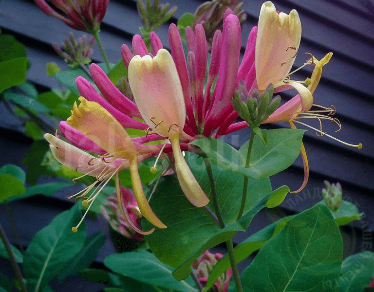 decorative honeysuckle Hecrotta