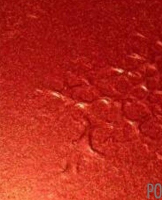 After drying, longitudinal or transverse tubercles form on the surface.