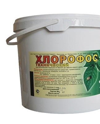 To combat fleas and prevent their attacks, it is worth using the "Chlorophos" technique.